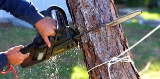 Prosser, WA  Tree Services Company